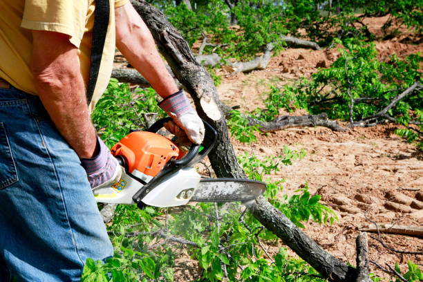 Best Tree Cutting Near Me  in Beattystown, NJ